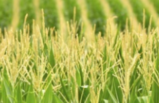 옥수수 생산에 식물 보호 드론 적용
