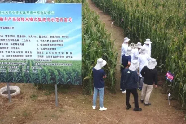 Eavision은 Huang-Huai-Hai 지역의 여름 옥수수 수확량을 높이도록 지원합니다.