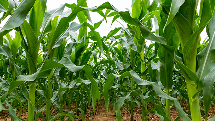 EAVISION 드론 분무기에 의한 옥수수 식물 보호, 높은 방제 효과 및 낮은 경제적 손실 검증
